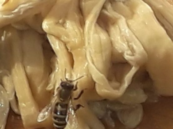 abeille sur fibres de mûrier